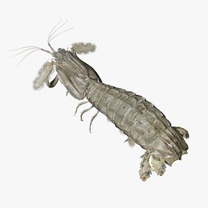 animated mantis shrimp