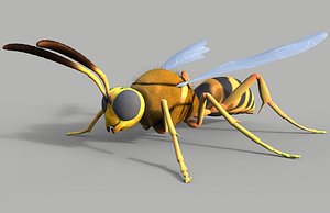 max cicada killer