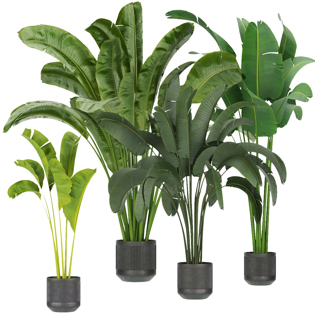 3D Collection plant indoor vol 2  - blender - 3dmax - cinema 4d https://p.turbosquid.com/ts-thumb/FI/k6Brtd/4Q/untitled4_0000_1.jpg/jpg/1652623189/1920x1080/fit_q87/d62d0aa870e13080ca69233c2e6f44fa16879d72/untitled4_0000_1.jpg.jpg