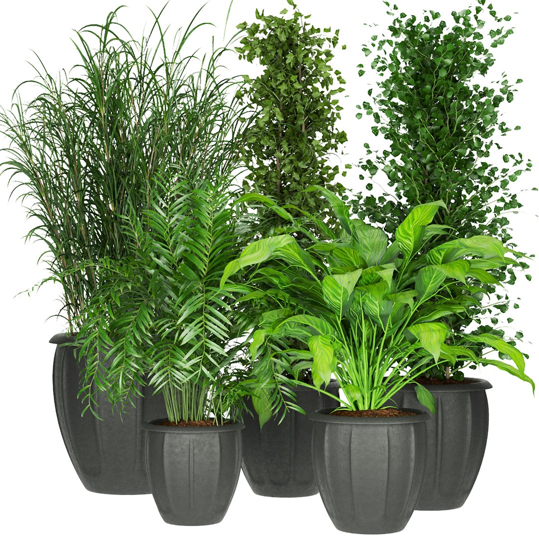3D Collection plant indoor vol 2  - blender - 3dmax - cinema 4d https://p.turbosquid.com/ts-thumb/FI/k6Brtd/Ba/2/jpg/1650876377/1920x1080/fit_q87/2b586c2e50f084749223d991845aec57f9fa8081/2.jpg