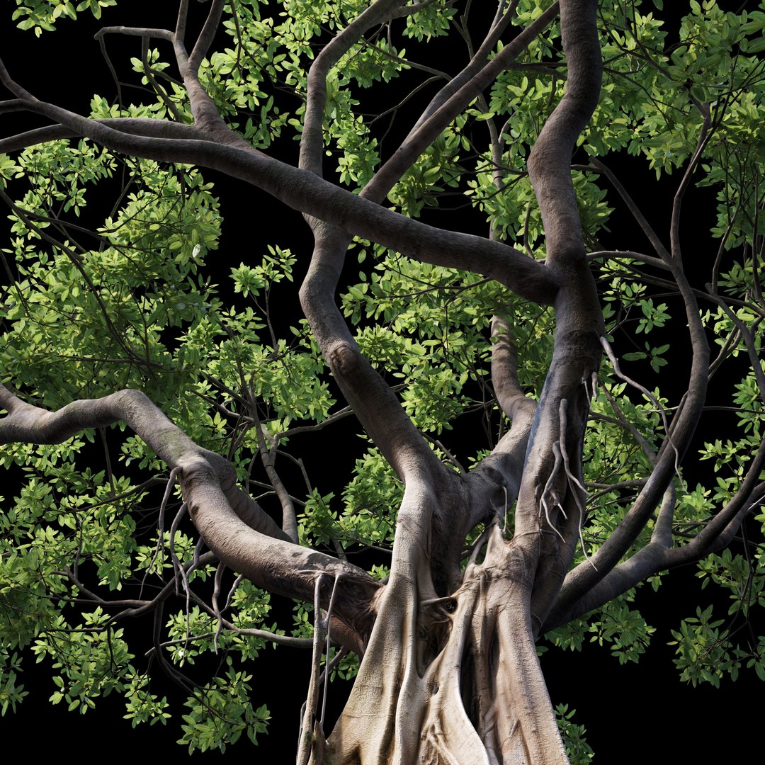 Ficus 3D Model - TurboSquid 1778418