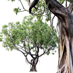 Ficus 3D model