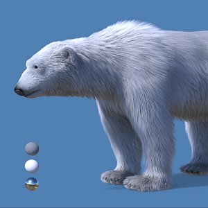 3d model realistic polar bear
