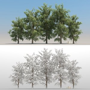 summer robinia tree leaves 3D model