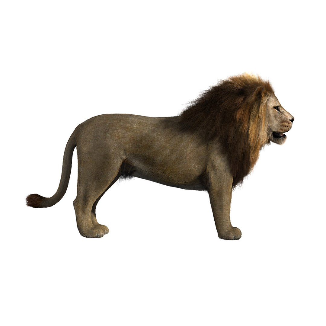 africa big lion elephant 3d model