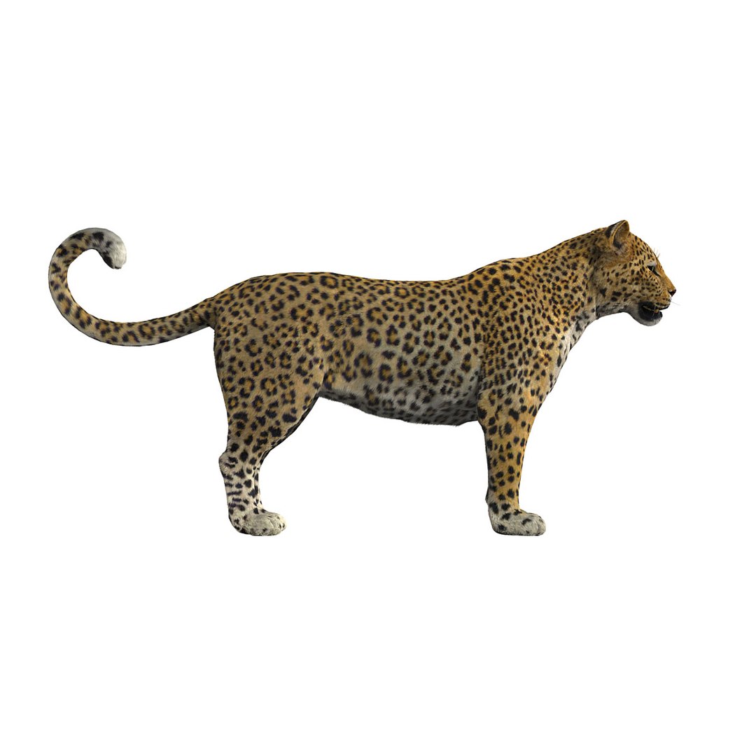 africa big lion elephant 3d model