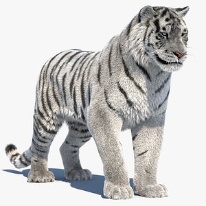White Tiger Rigged Fur