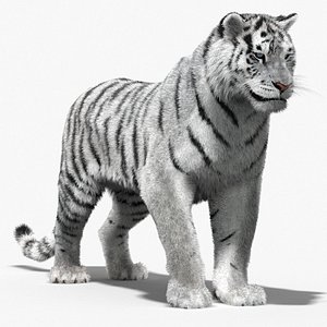 max tiger white rigged cat