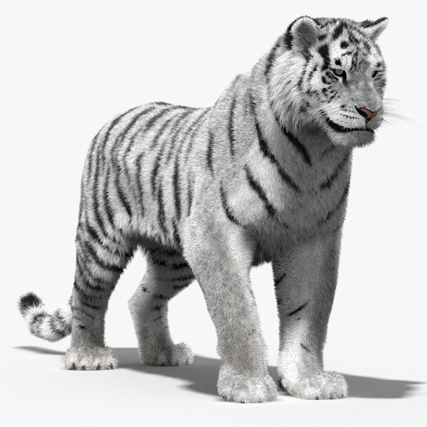 Tiger 3D Models for Download | TurboSquid