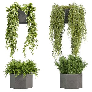 3D plant vol 901 - hanging- lavender - peace lily - pothos