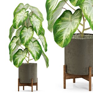 Plants collection 529