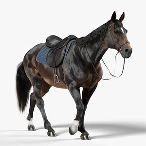 Horse SealBrown Saddled ANIMATED 3D