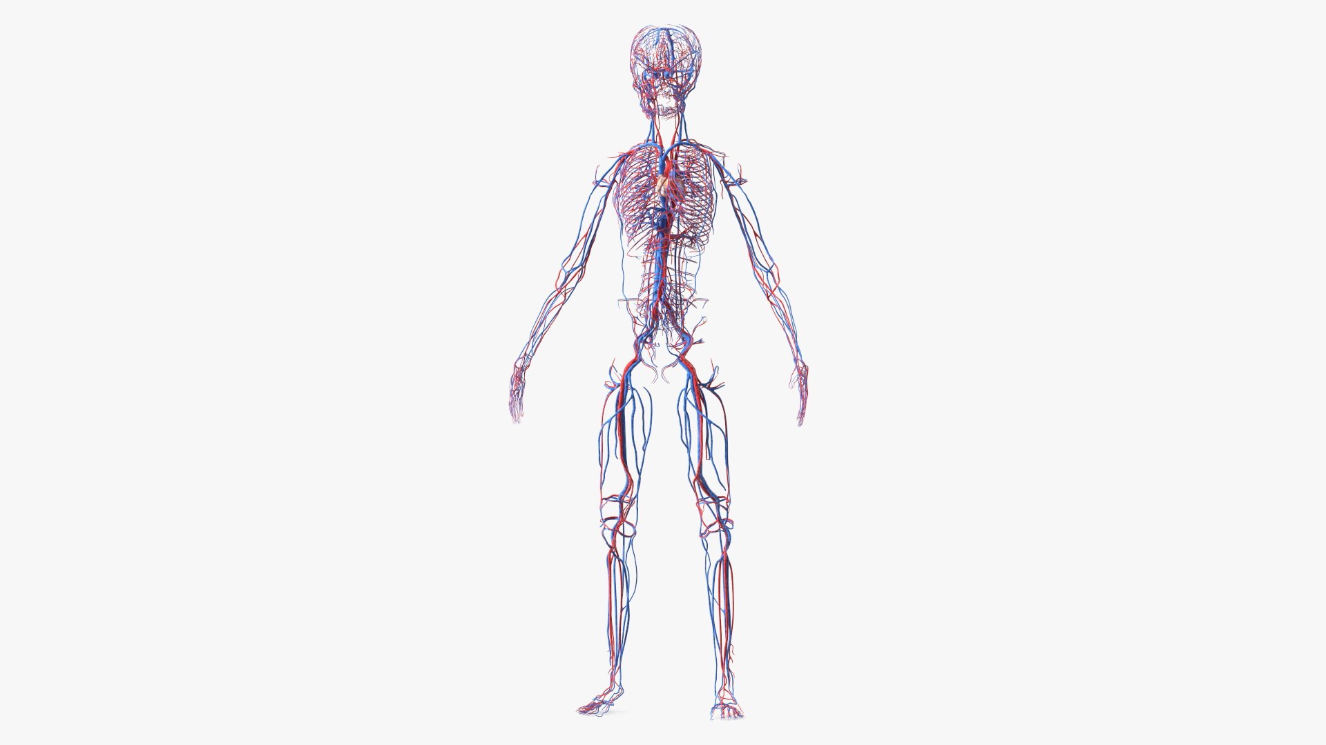 Girl Circulatory System 3D model preview