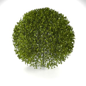 bush 3D model