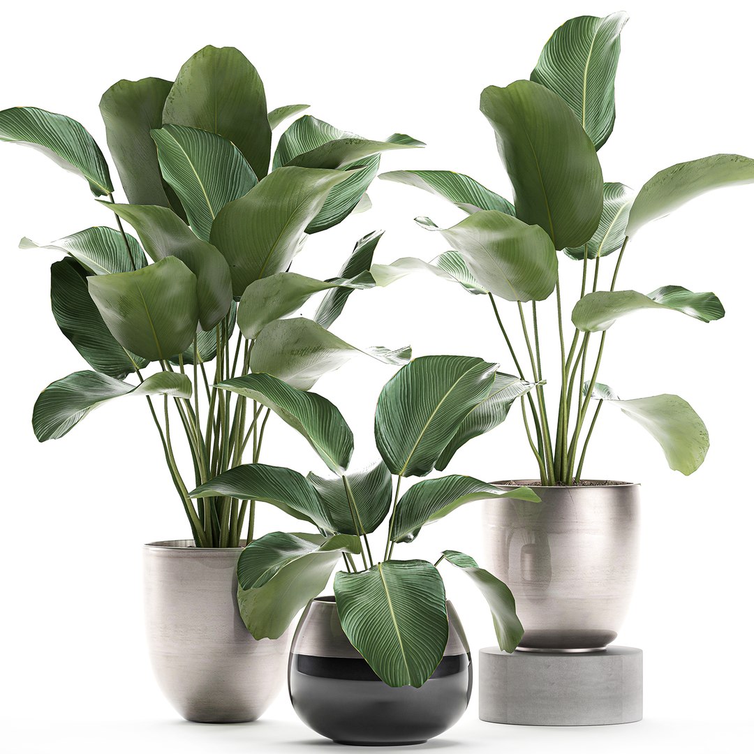 3D Ornamental Calathea Lutea Interior - TurboSquid 1606483