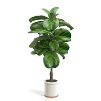 Inch Fiddle Leaf Artificial Tree In White Ceramic Planter PBR