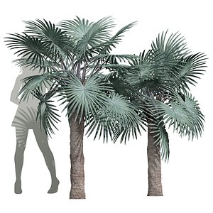 New Plant High detail Bismarckia Nobilisi Palm Medium 3D