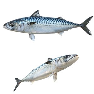 Mackerel Fish model