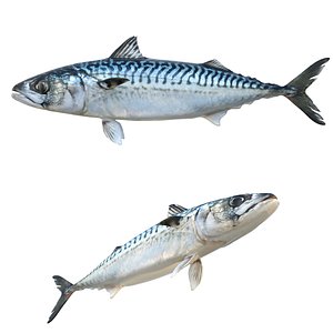 Mackerel Fish