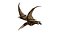 pteranodón