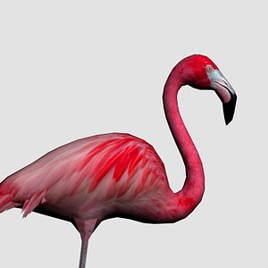 Flamingo