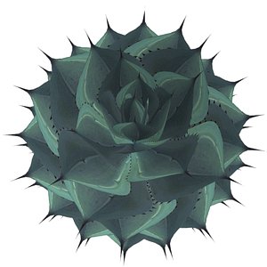 3d potatorum agave model