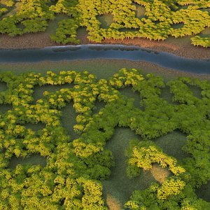 D2.C1.01 Acacia Tree