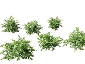 Physocarpus opulifolius 013Ds Max