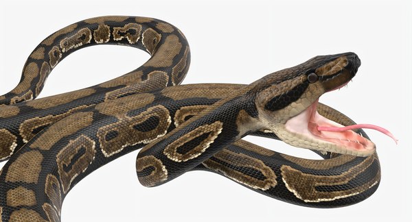 modelo 3d Serpiente Pitón Marrón Aparejada para Maya - TurboSquid 2212351