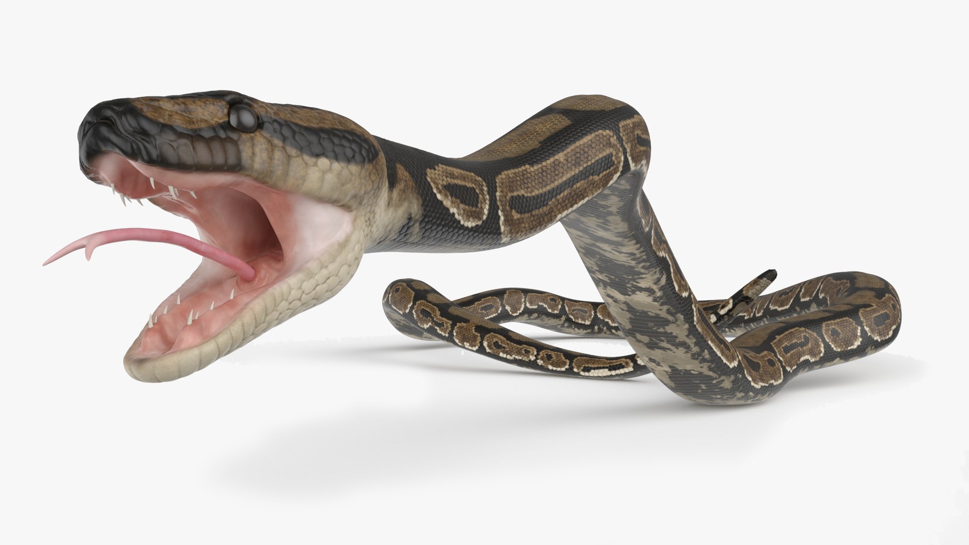 3D Model Brown Python Snake Rigged For Maya - TurboSquid 2212351