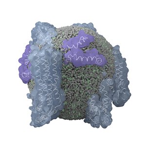 Cholesterol High Density Lipoprotein (HDL)