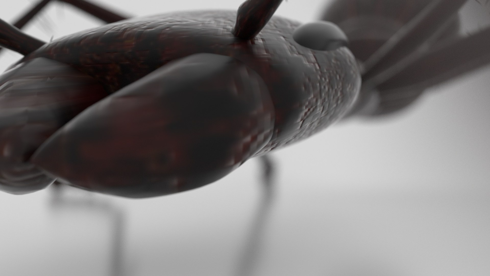 Ant Model - TurboSquid 168448