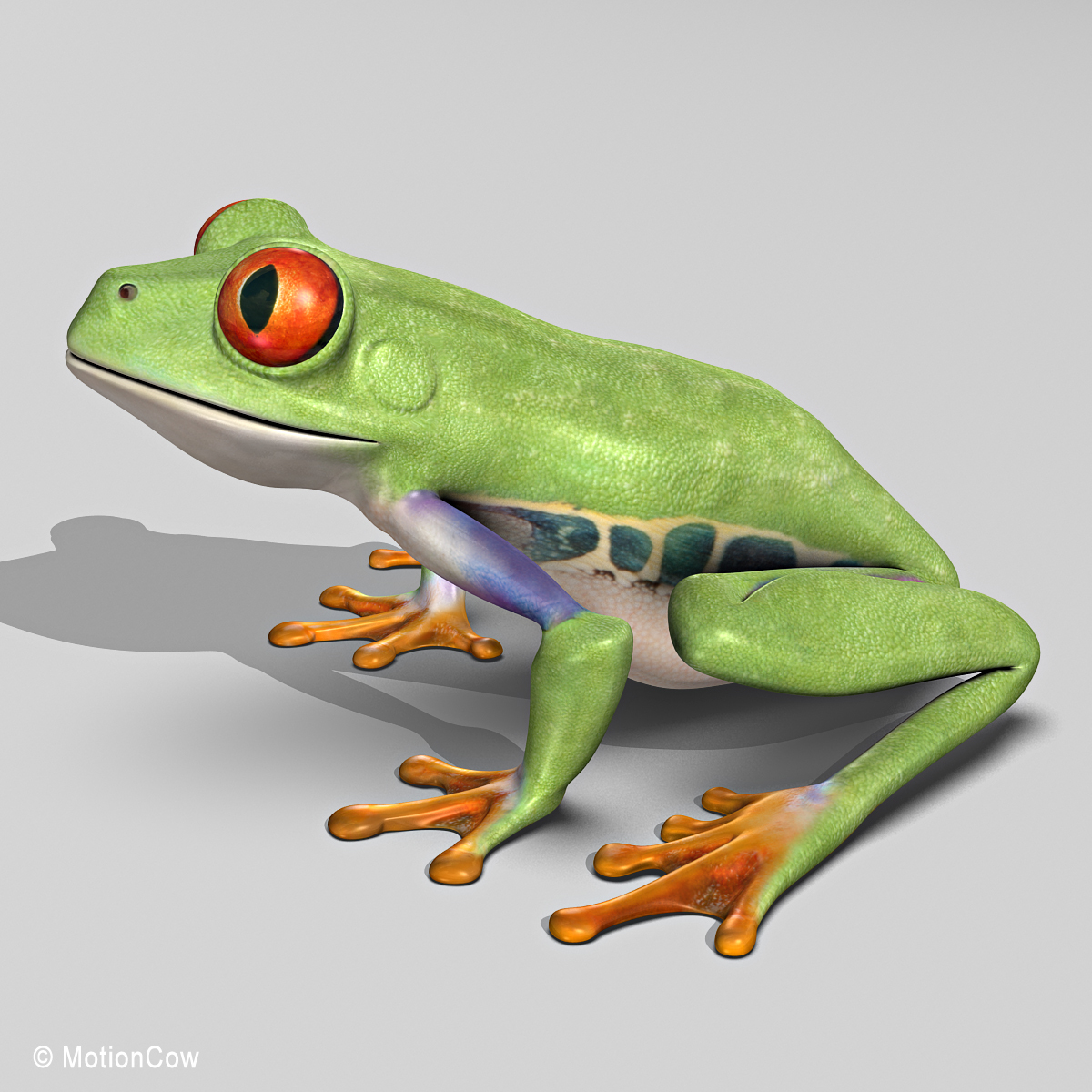 3d red-eyed tree frog model