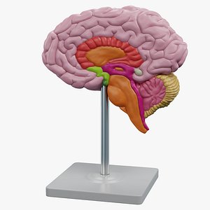 3D model Brain Section Model