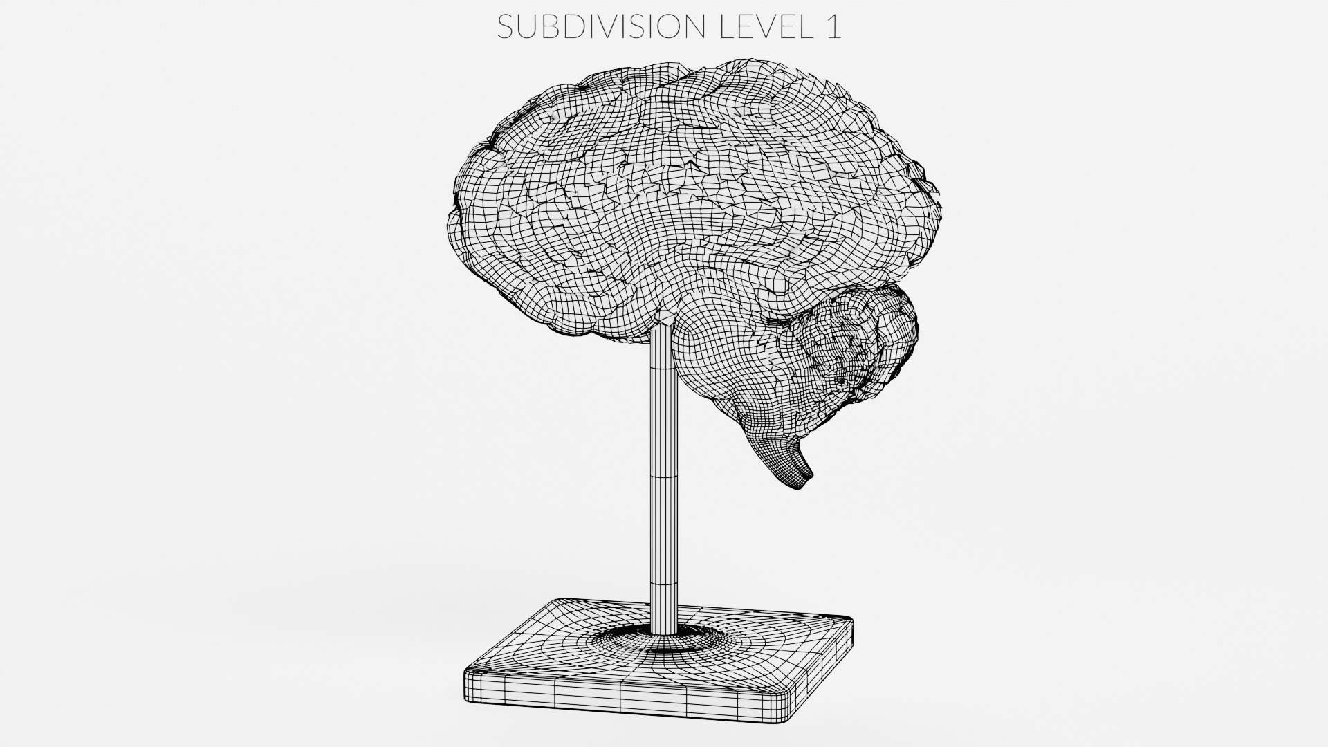 3d Model Brain Section Model Turbosquid 2025116