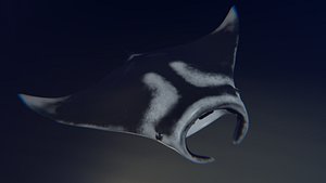 Giant Manta Ray