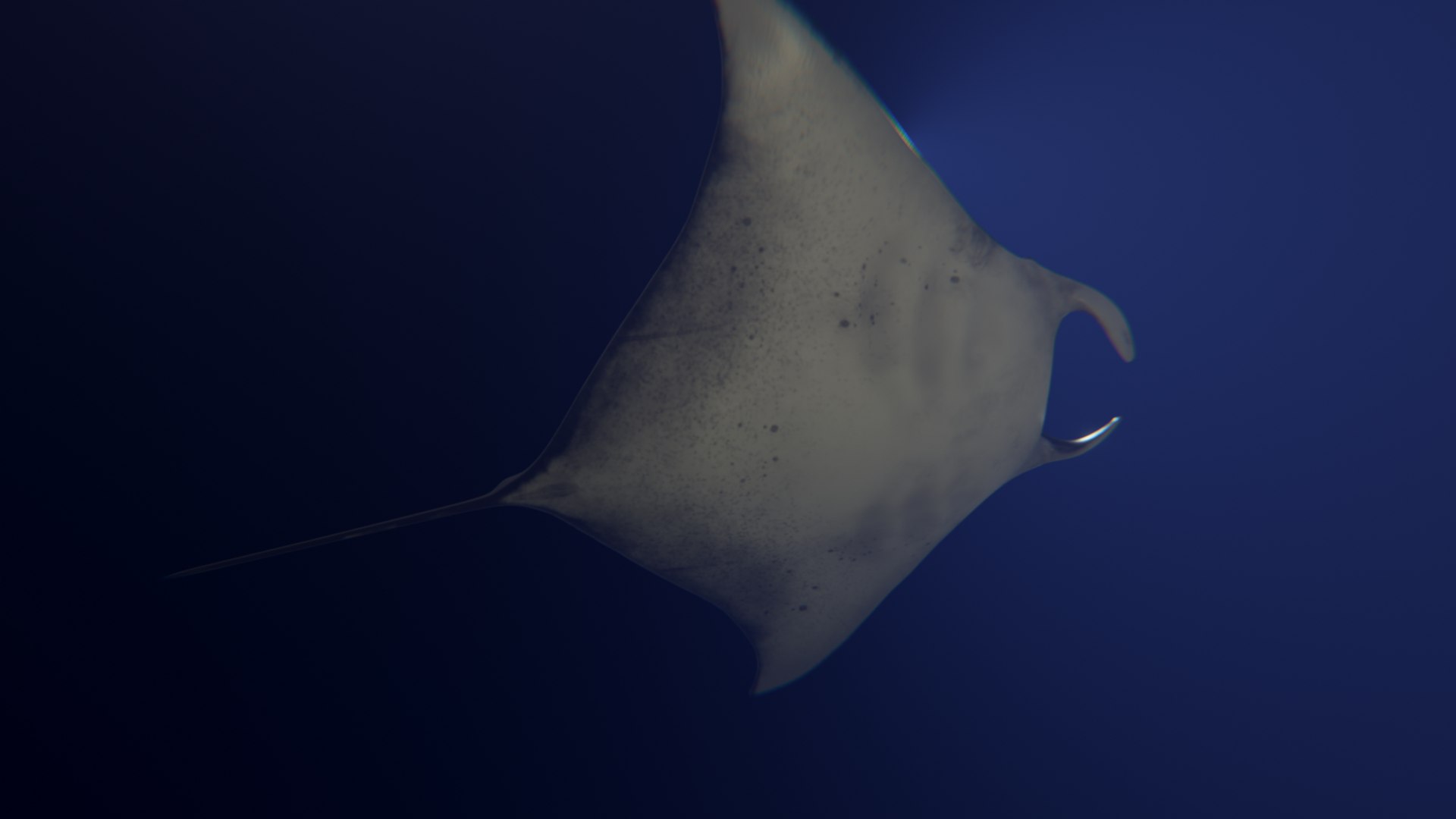 3D Giant Manta Swimming Animation - TurboSquid 1606556