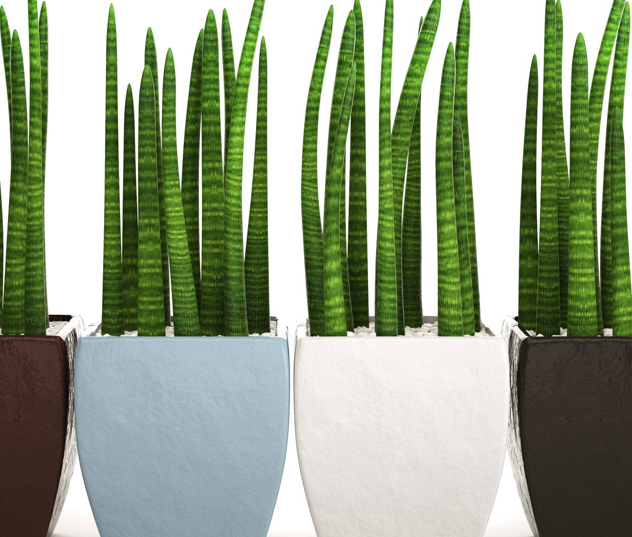 Small Sansevieria Cylindrica In Pot Stock Photo - Download Image Now