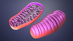 Mitohondria 3D model model