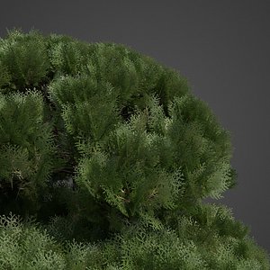 plants - pbr 2021 3D model