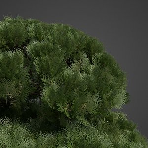 2021 PBR Golden Oriental Arborvitae Collection - Thuja Orientalis
