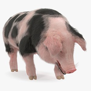 pig sow peitrain standing 3D model