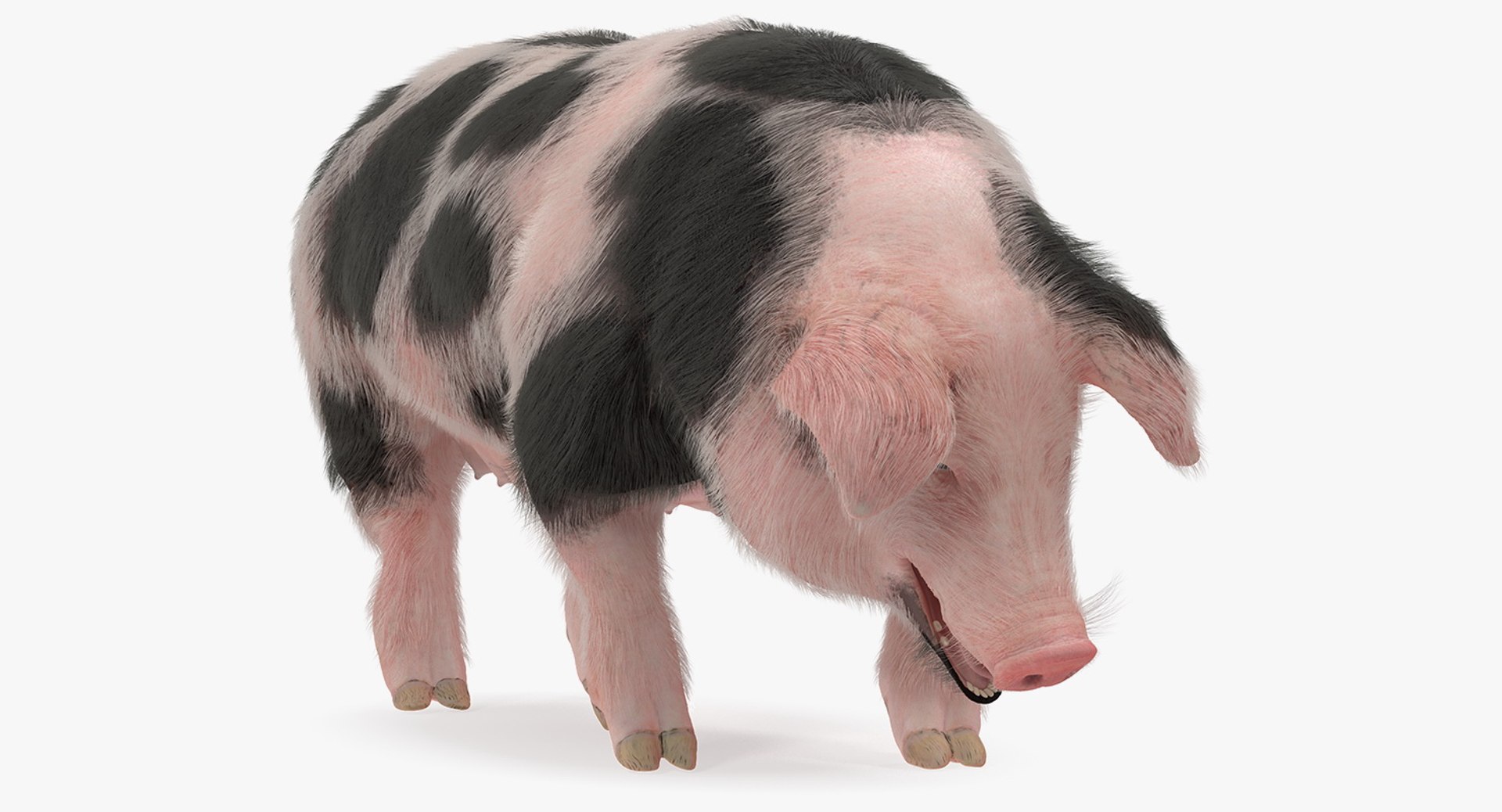 Pig Sow Peitrain Standing Pose with Fur 3D Model 3D model preview