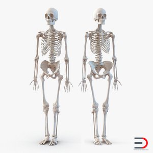 Human Male and Female Skeletons Collection