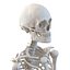 3d human male female skeletons model