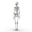 3d human male female skeletons model