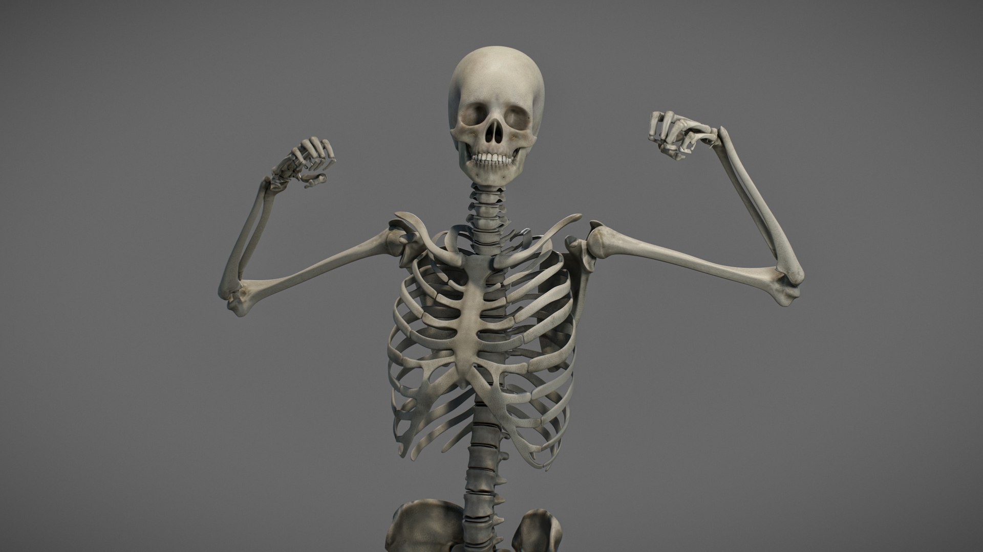 3D Male Anatomy Rigged  Animated https://p.turbosquid.com/ts-thumb/FL/xREgZs/1A/3danatomymaleriggedanimatedmaya11/jpg/1780562618/1920x1080/fit_q87/c11181c037bc70425c077b07be3922a36cabbe06/3danatomymaleriggedanimatedmaya11.jpg