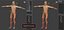 Male Anatomy Rigged  Animated