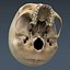Male Anatomy Rigged  Animated