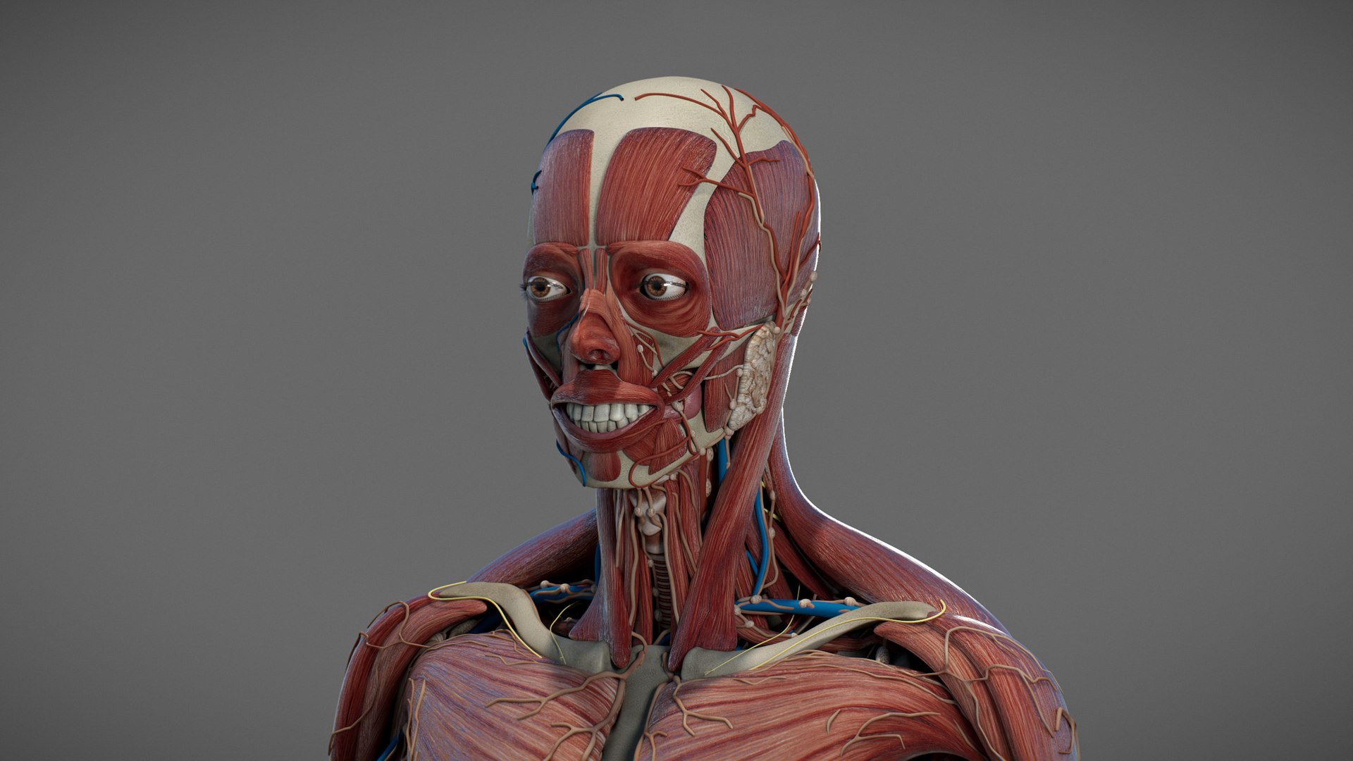 3D Male Anatomy Rigged  Animated https://p.turbosquid.com/ts-thumb/FL/xREgZs/Eq/3danatomymaleriggedanimatedmaya22/jpg/1780562624/1920x1080/fit_q87/96664c530ff0091dc8cd59aa792c4d8ed9b3d0e2/3danatomymaleriggedanimatedmaya22.jpg